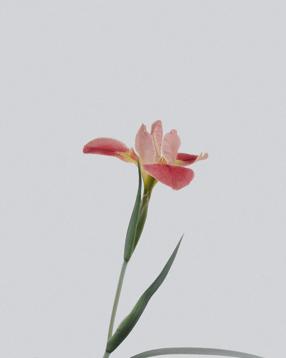 A single pink flower against a soft neutral background